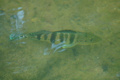 Cichla piquiti