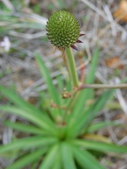 Eryngium sanguisorba