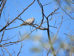 Streptopelia capicola