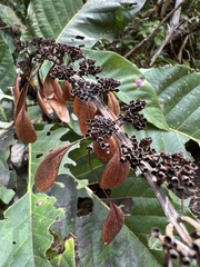 Warszewiczia coccinea