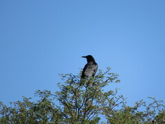 Corvus capensis