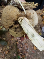 Leccinum variicolor