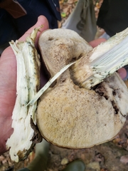 Leccinum variicolor