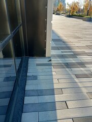 Zonotrichia albicollis