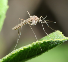 Culicinae