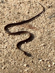 Dibernardia bilineata