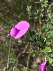 Podalyria buxifolia