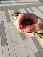 Zonotrichia albicollis