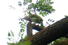 Psilopogon lineatus