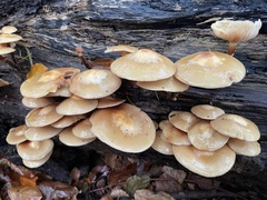 Kuehneromyces