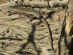 Trachylepis variegata