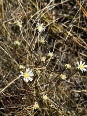 Solidago ptarmicoides