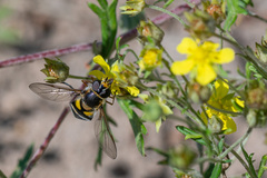 Didea intermedia