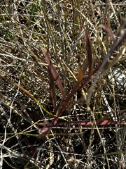 Solidago ptarmicoides