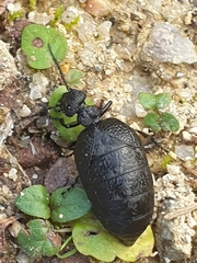 Meloe rugosus