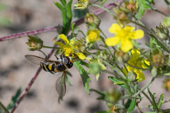 Didea intermedia
