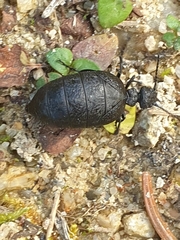 Meloe rugosus