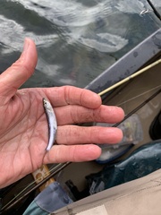 Notropis percobromus