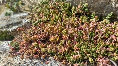 Sedum brevifolium
