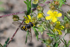 Didea intermedia