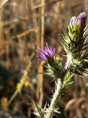 Carduus pycnocephalus