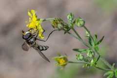 Didea intermedia
