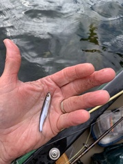 Notropis percobromus