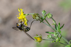 Didea intermedia