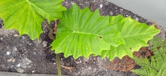 Alocasia
