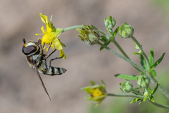 Didea intermedia