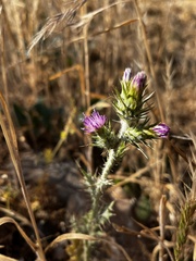 Carduus pycnocephalus