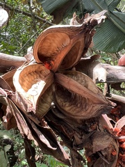 Phenakospermum guyannense