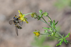 Didea intermedia