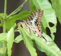 Graphium antheus