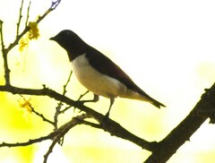 Cinnyricinclus leucogaster