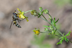 Didea intermedia