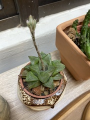 Haworthia