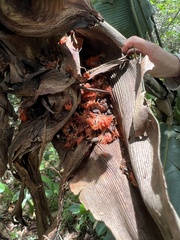 Phenakospermum guyannense