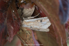 Mythimna godavariensis