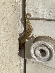 Afrogecko porphyreus