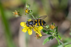 Didea intermedia