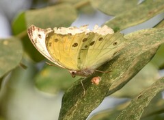 Protogoniomorpha parhassus