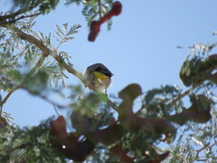 Pycnonotus nigricans