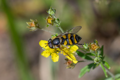 Didea intermedia