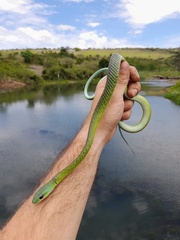 Philothamnus occidentalis
