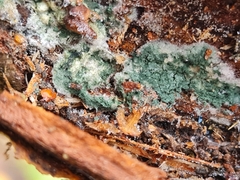 Trichoderma viride
