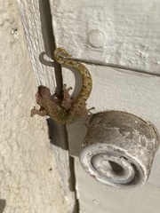 Afrogecko porphyreus