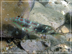 Halichoeres margaritaceus