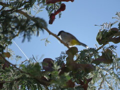 Pycnonotus nigricans