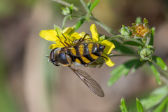 Didea intermedia